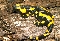 Salamandra común (Salamandra salamandra)