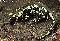 Salamandra de la subespecie longirostris