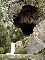 Cueva del Gato (Benaoján)