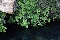 Culantrillo (Adiantum capillus-veneris)