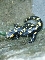 Salamandra longirostris