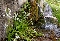 Allium triquetum