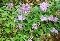 Flor de la viuda (Trachelium caeruleum)