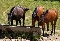 Caballos junto al Pilar de la Colada del Palo (Arcos de la Frontera)