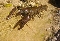 Cangrejo de río autóctono (Austropotamobius pallipes)